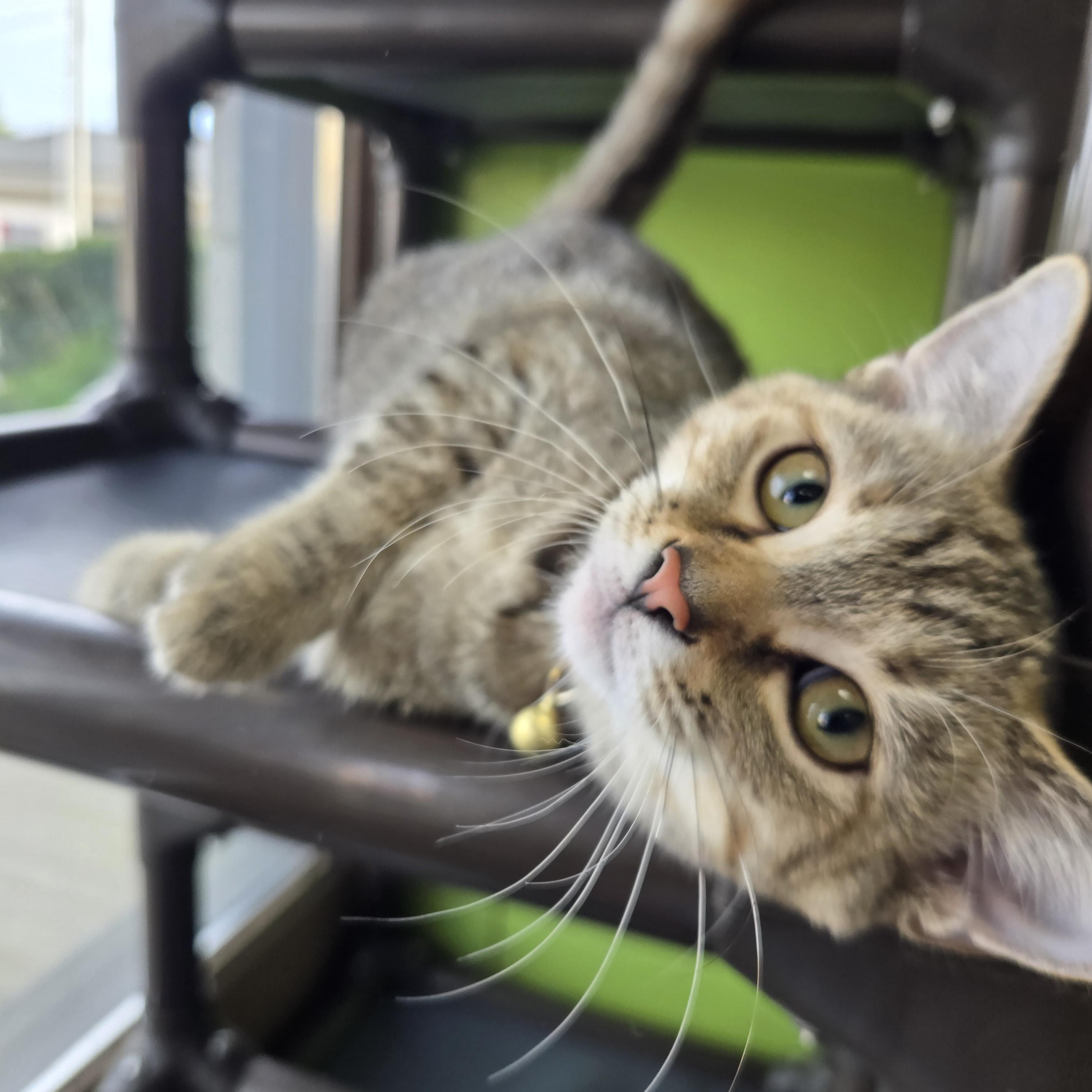 Enlarge Juicy Fruit, a Adopted Domestic Short Hair in Richmond, KY image 3/6
