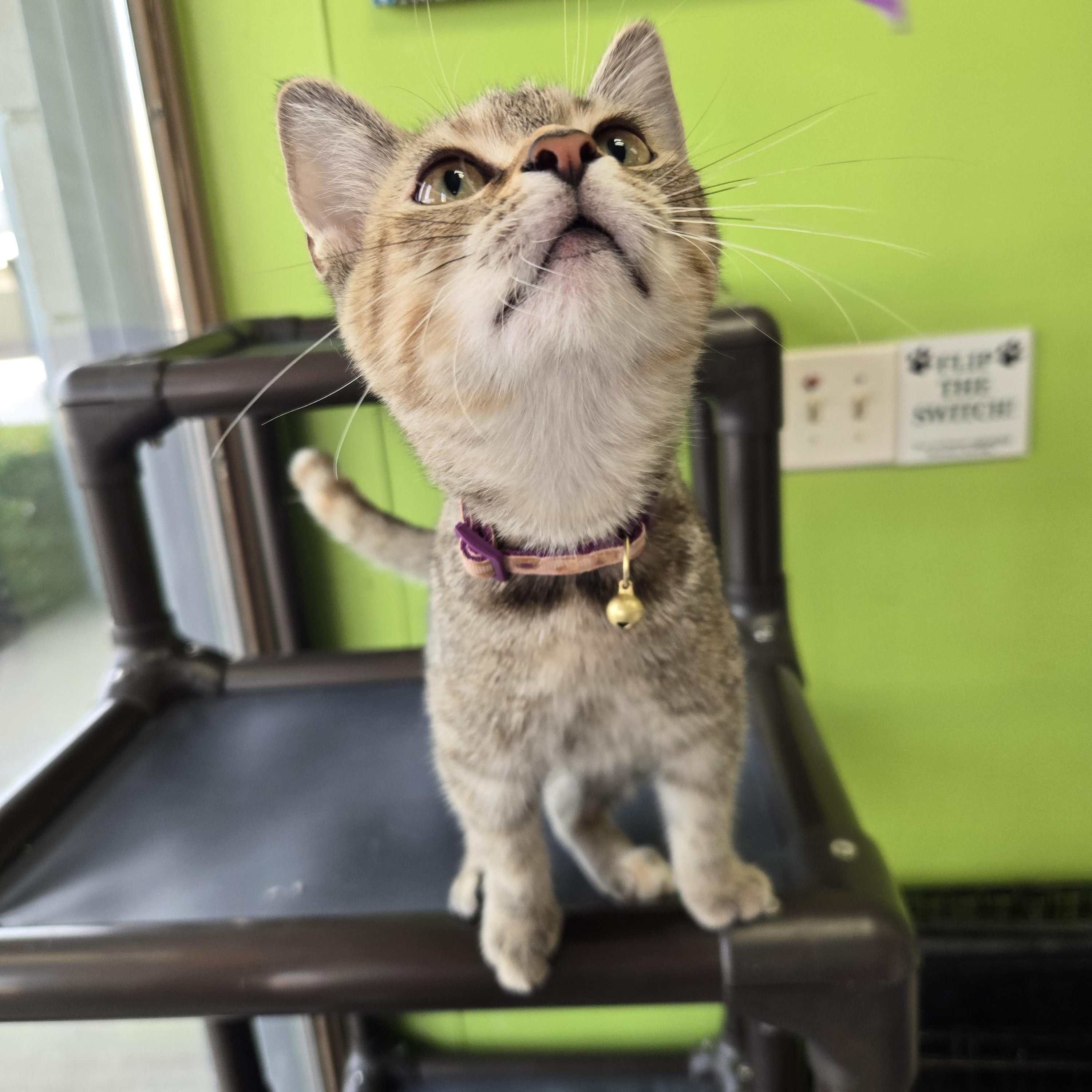Enlarge Juicy Fruit, a Adopted Domestic Short Hair in Richmond, KY image 4/6