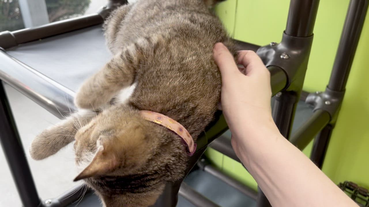 Enlarge Juicy Fruit, a Adopted Domestic Short Hair in Richmond, KY video 6/6