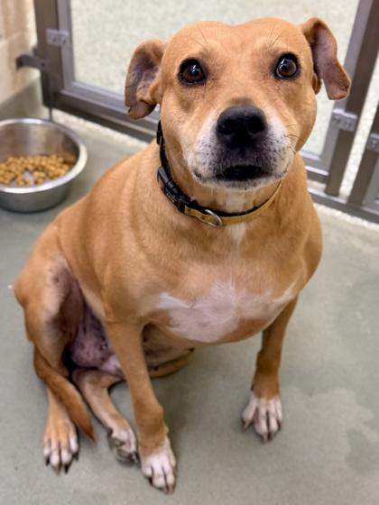 Enlarge Willet, a Adoptable mixed breed in Cincinnati, OH image 1/3