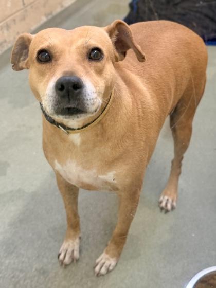 Enlarge Willet, a Adoptable mixed breed in Cincinnati, OH image 2/3