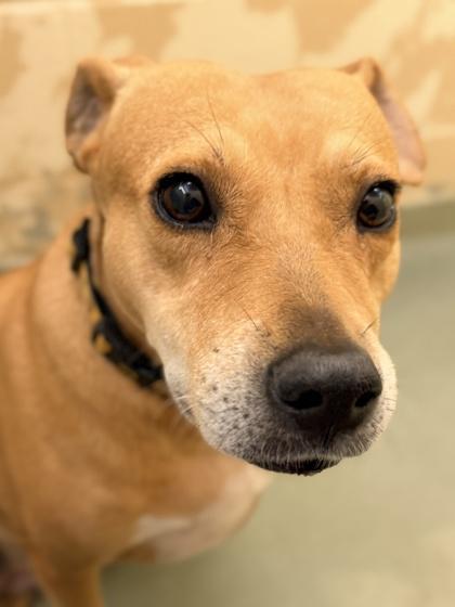 Enlarge Willet, a Adoptable mixed breed in Cincinnati, OH image 3/3