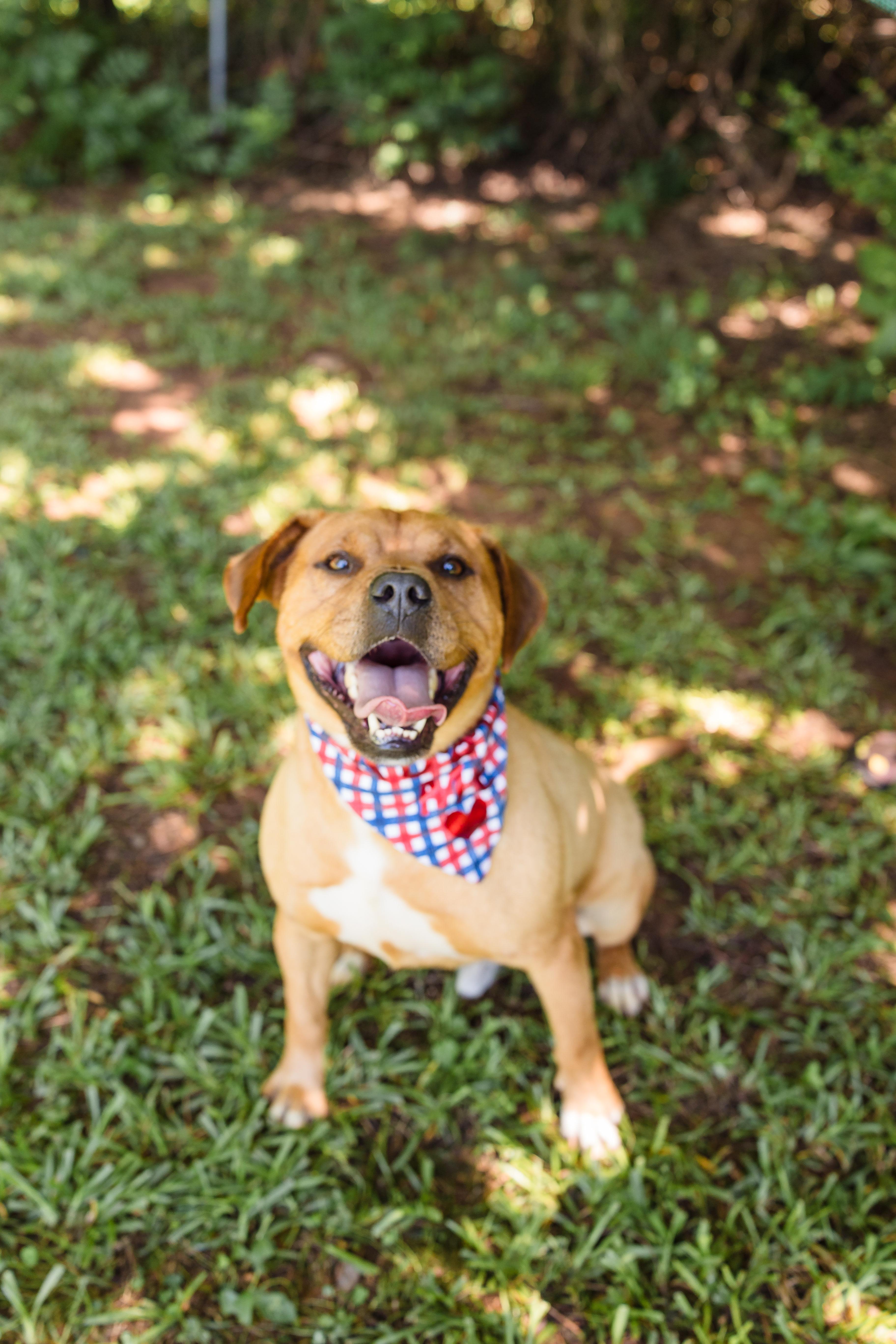 KING, ADOPTABLE, Adult Male American Bulldog.