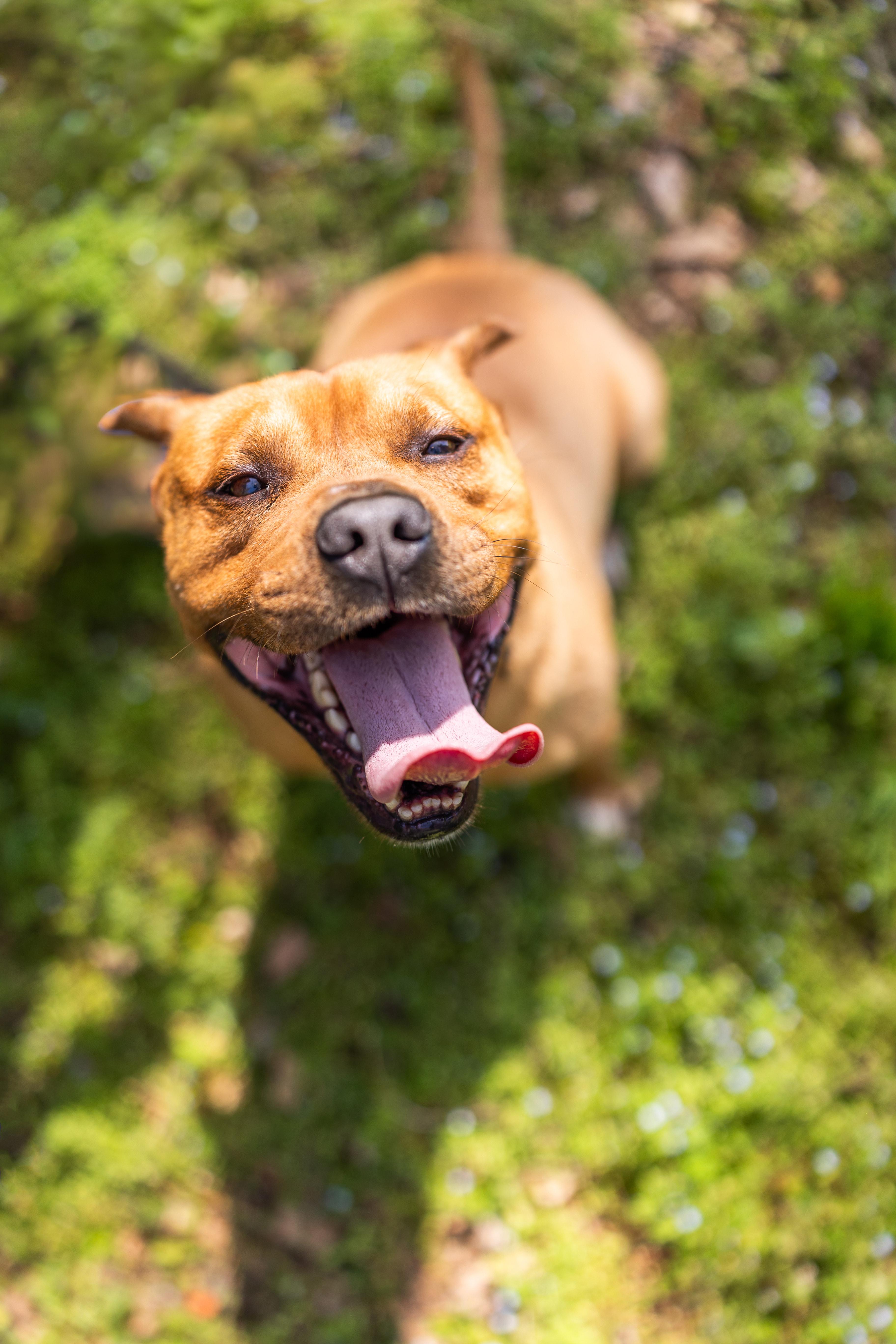 Enlarge KING, a ADOPTABLE mixed breed in Newborn, GA image 5/6