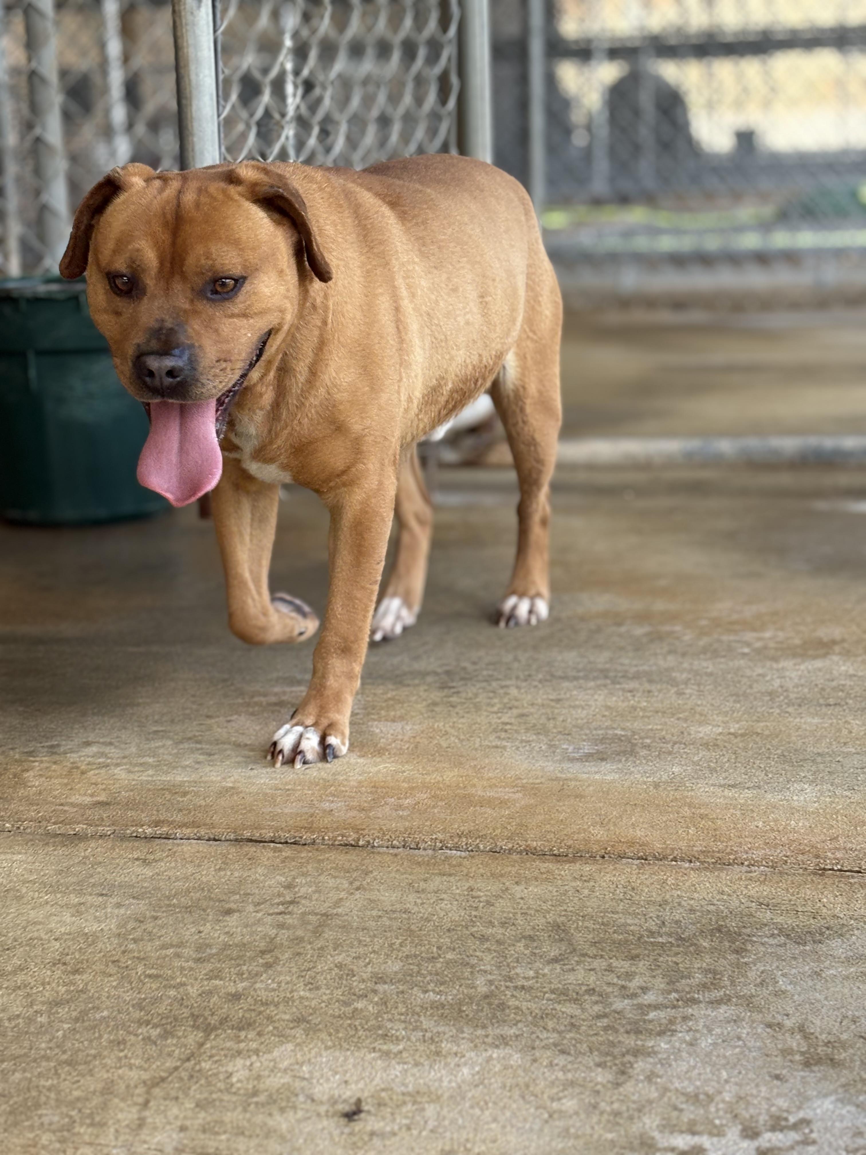 Enlarge KING, a ADOPTABLE mixed breed in Newborn, GA image 4/6