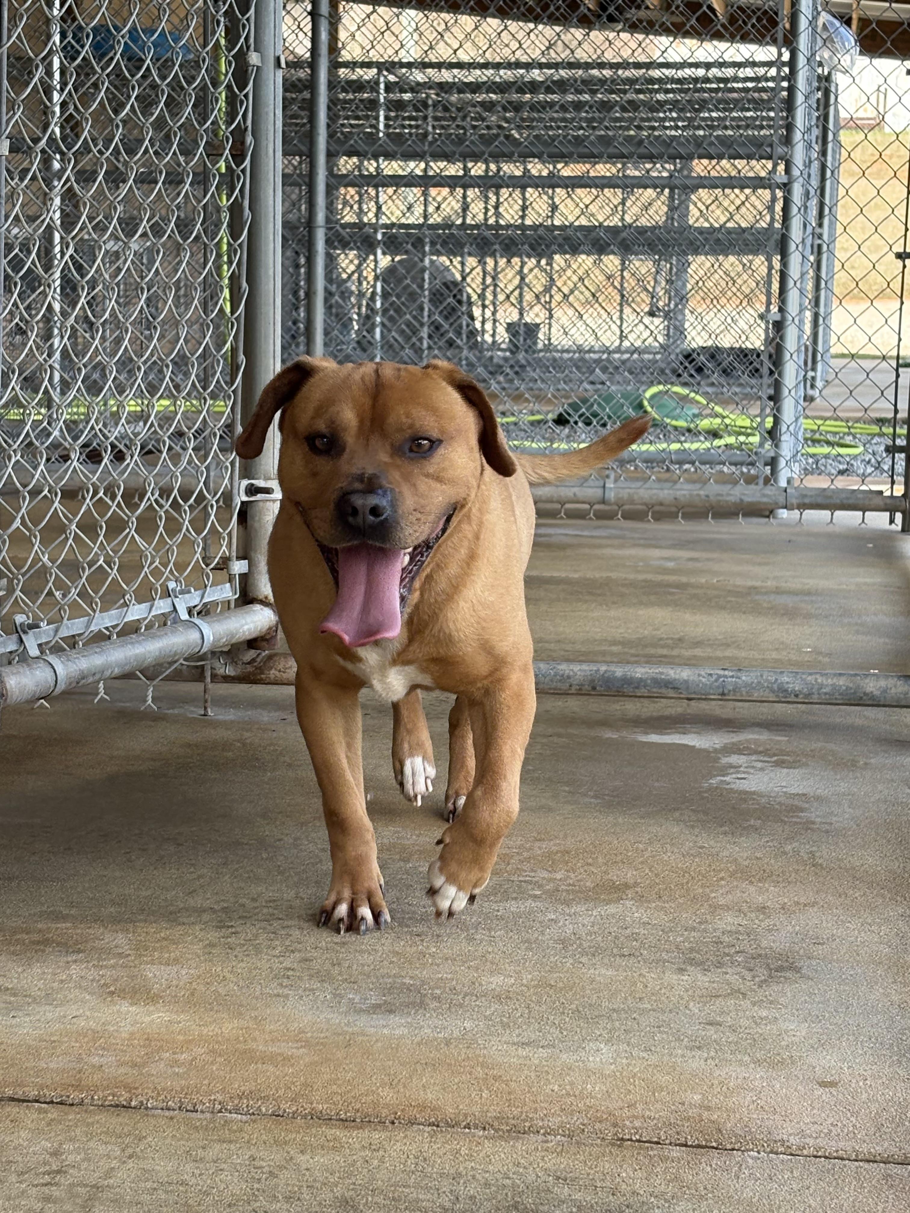 Enlarge KING, a ADOPTABLE mixed breed in Newborn, GA image 3/6