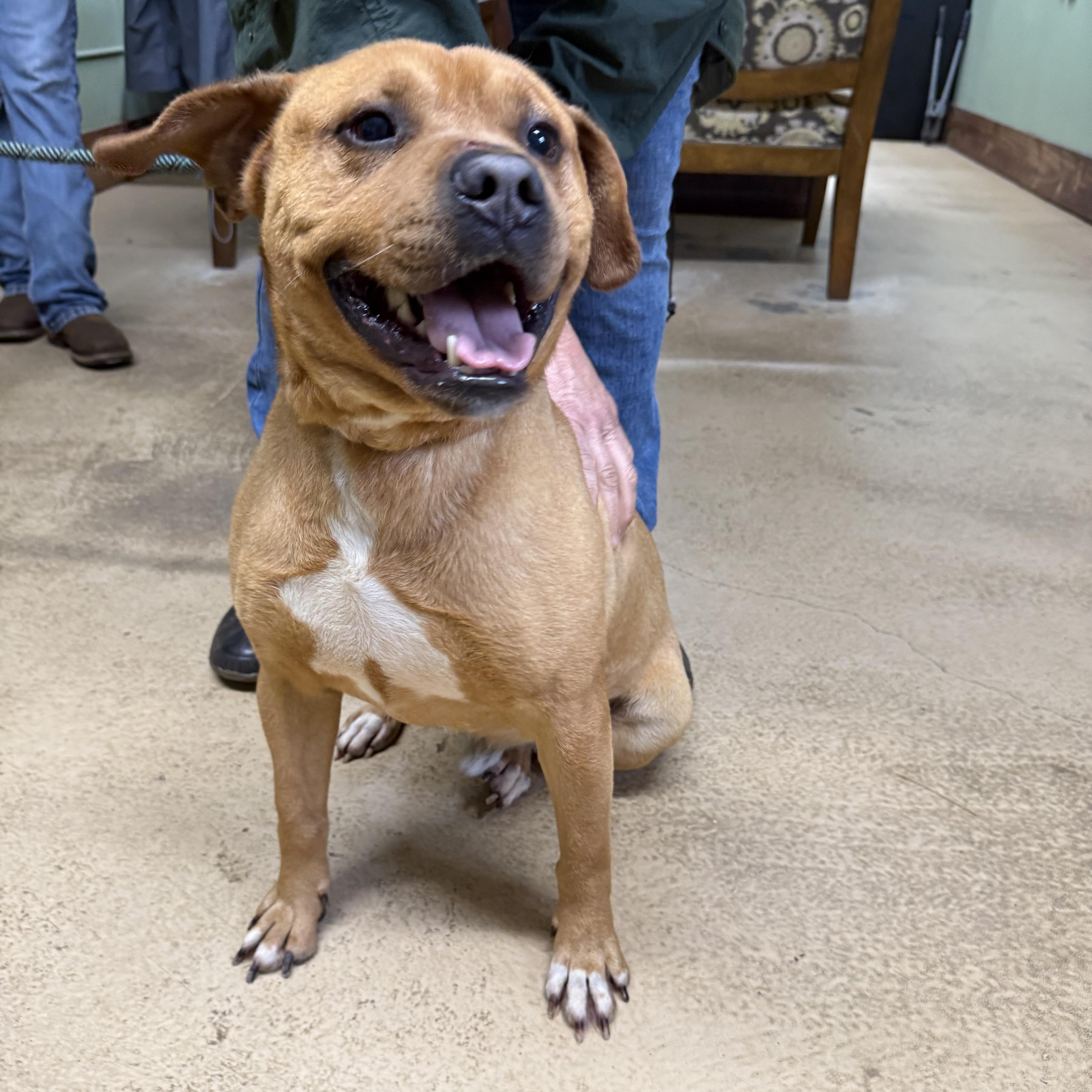 Enlarge KING, a ADOPTABLE mixed breed in Newborn, GA image 2/6