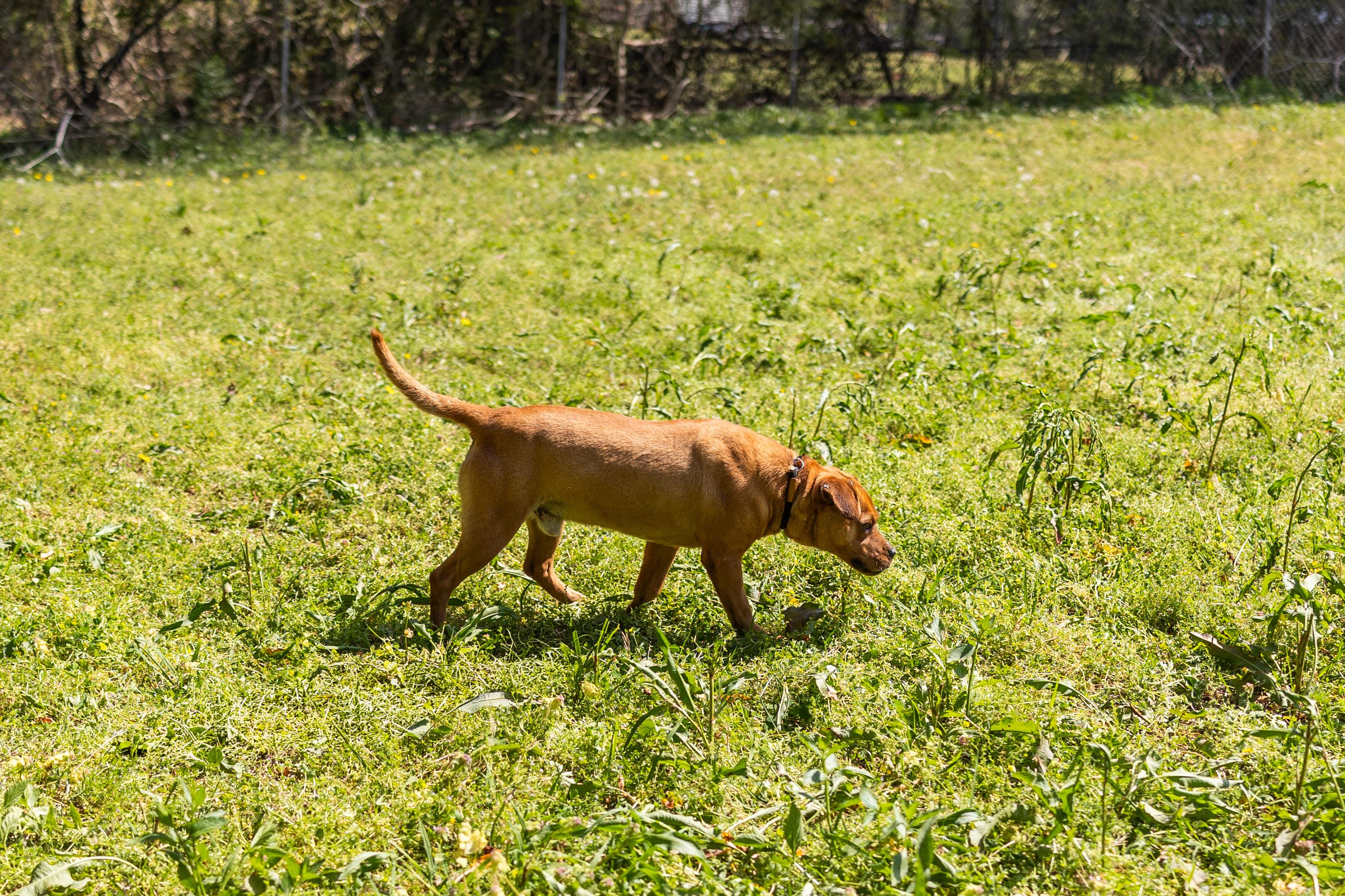 Enlarge KING, a ADOPTABLE mixed breed in Newborn, GA image 6/6