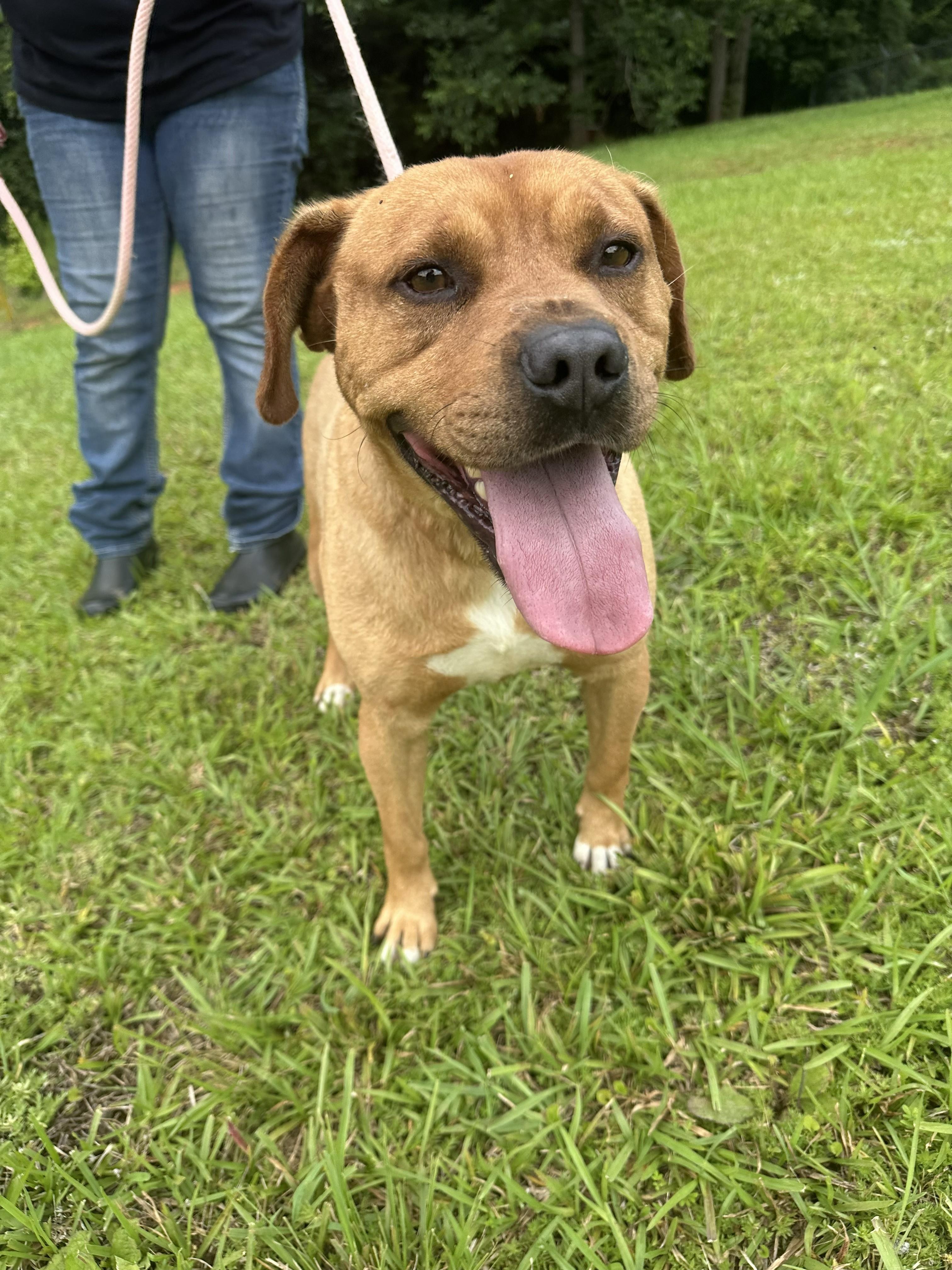 Enlarge KING, a ADOPTABLE mixed breed in Newborn, GA image 1/6