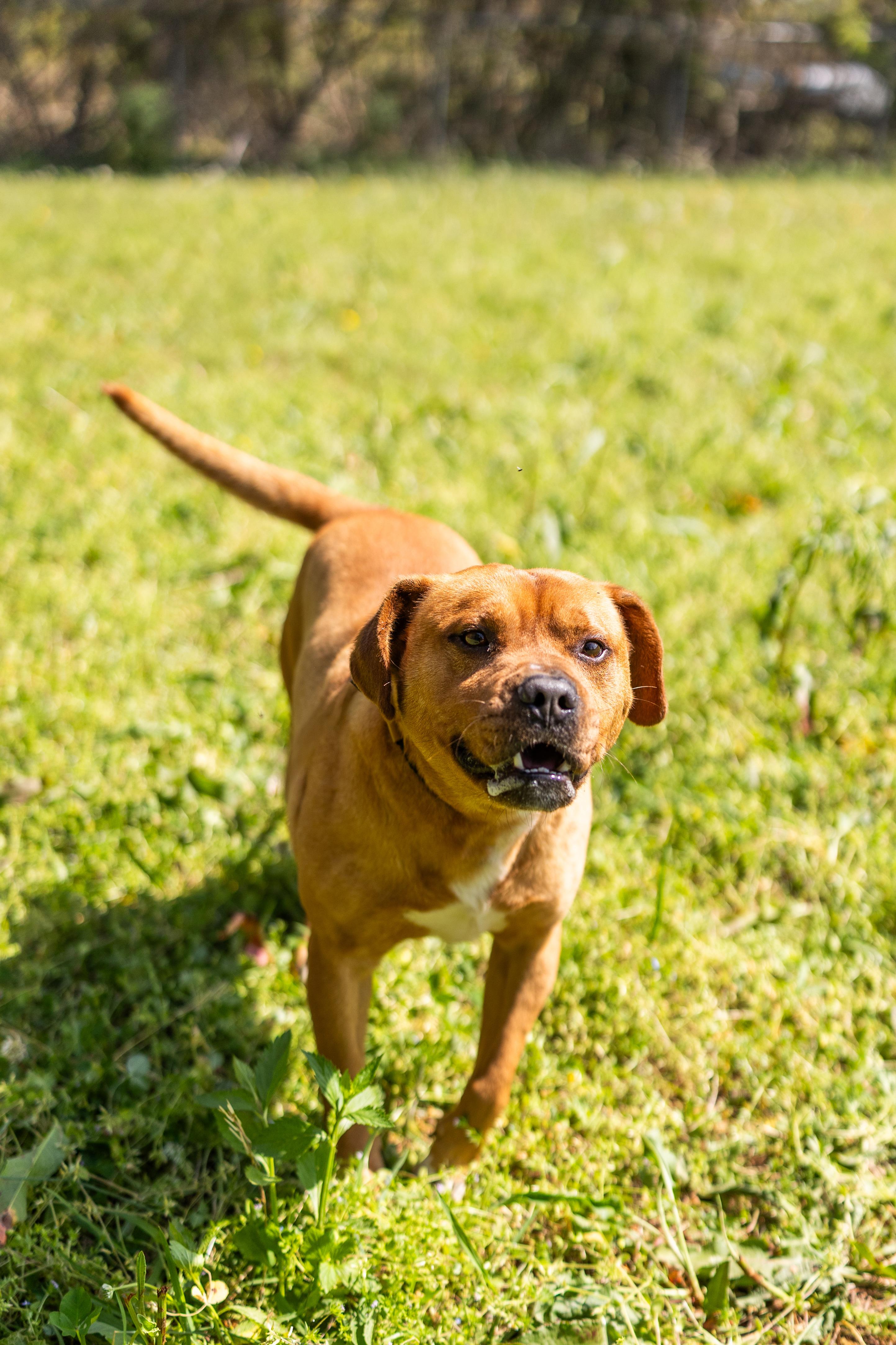 Enlarge KING, a ADOPTABLE mixed breed in Newborn, GA image 1/6