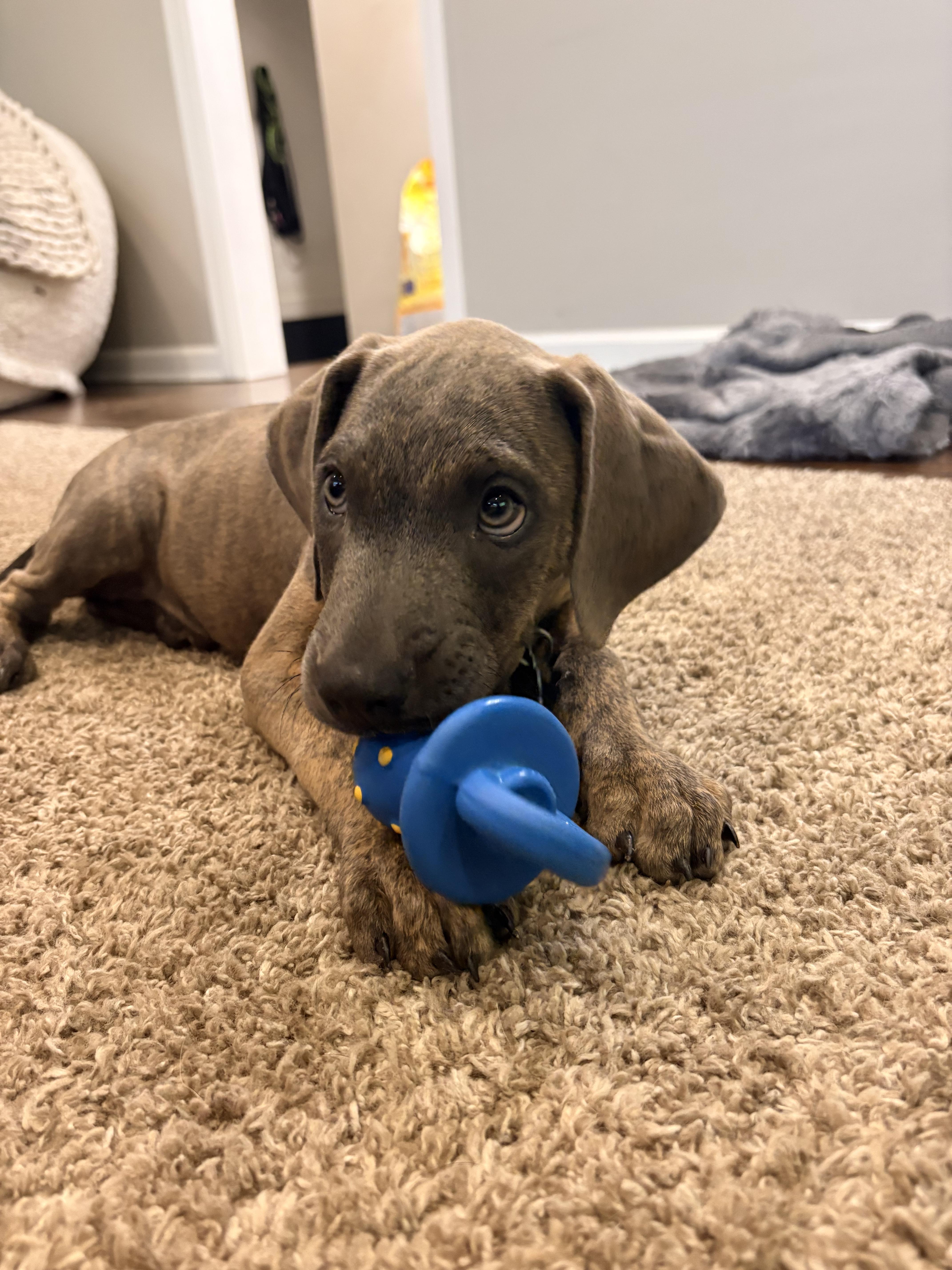 Enlarge Tilly, an adopted mixed breed in Warrenville, IL image 4/5