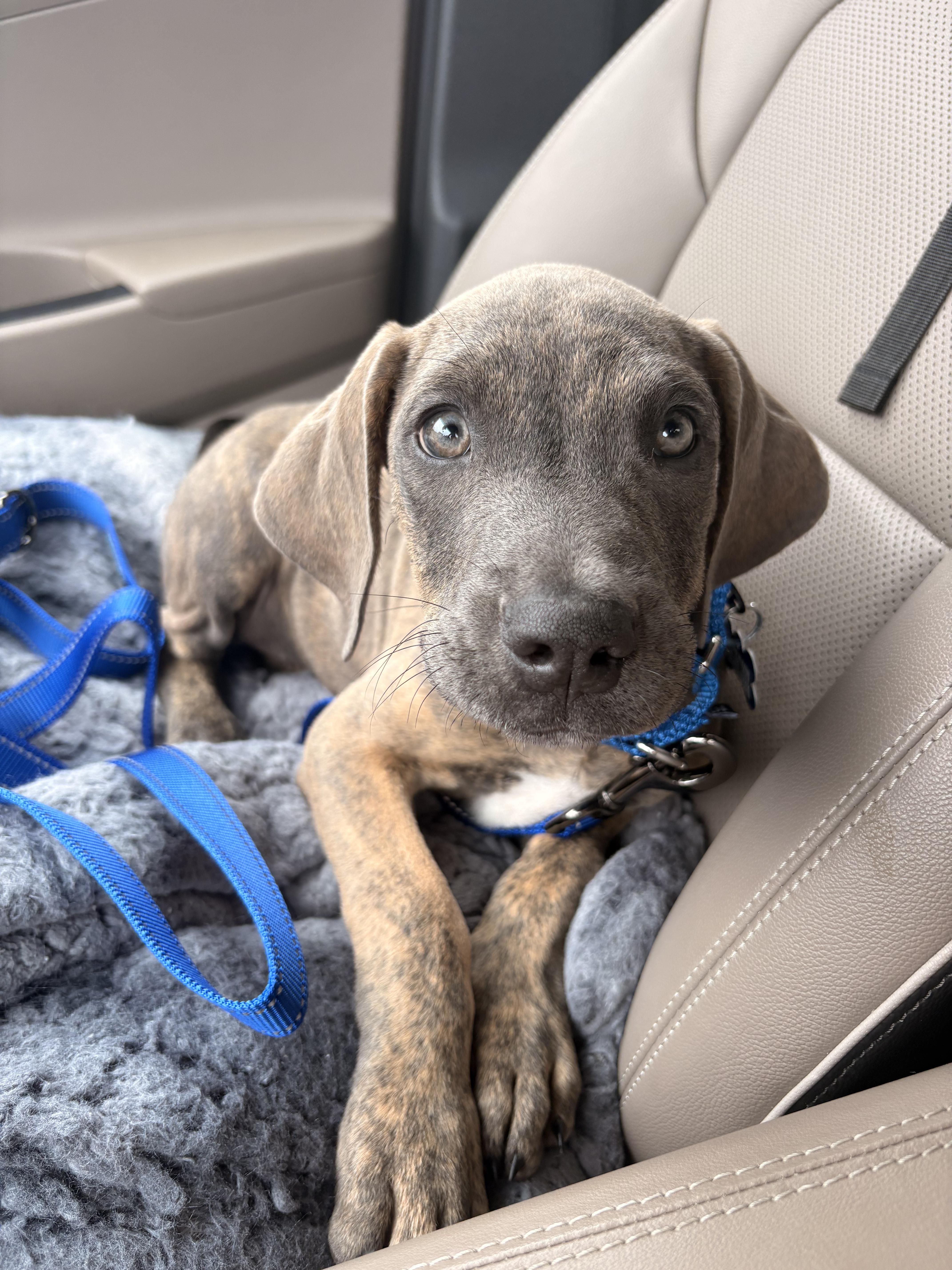 Tilly, adopted, Puppy Female Great Dane & Pit Bull Terrier.