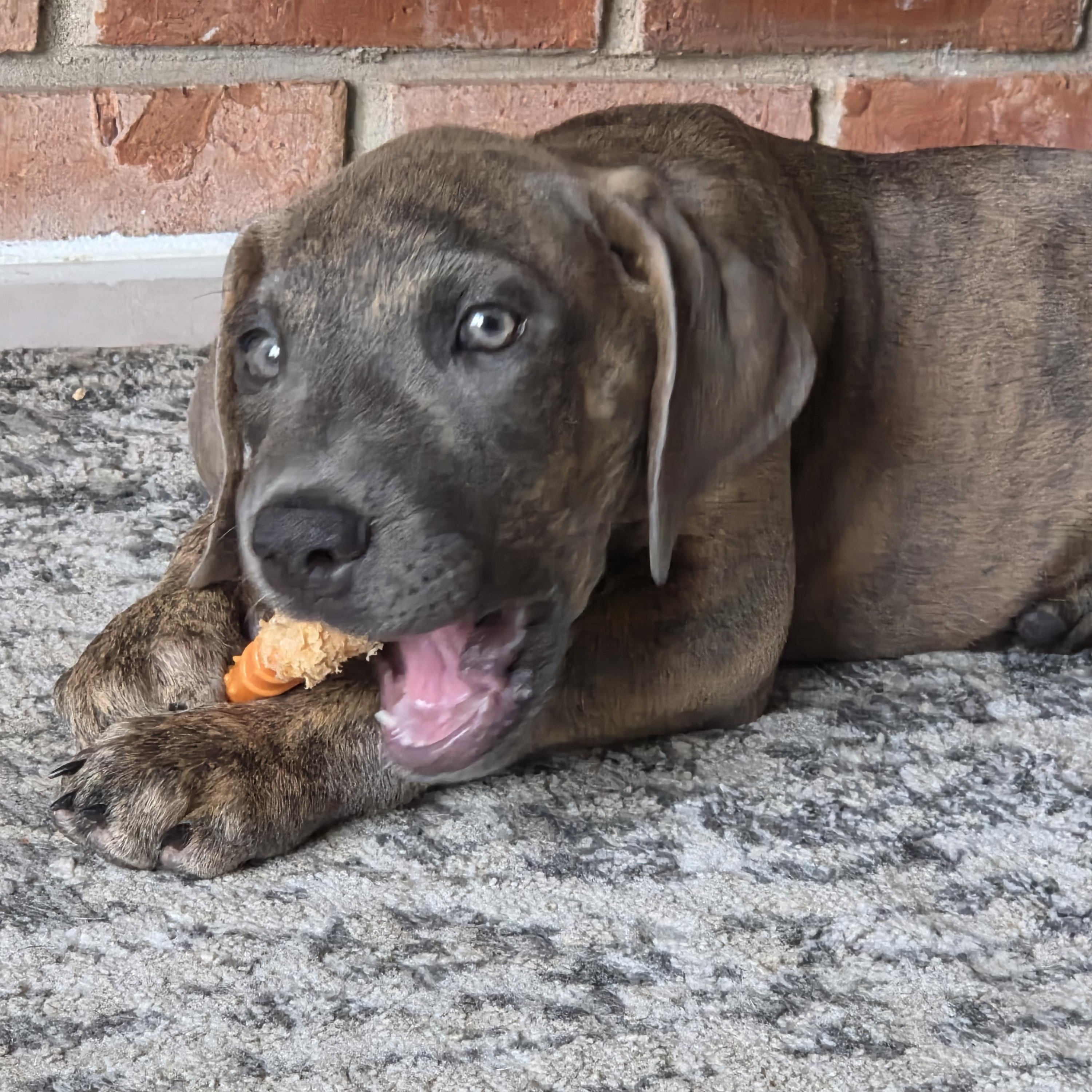 Enlarge Tilly, an adopted mixed breed in Warrenville, IL image 5/5