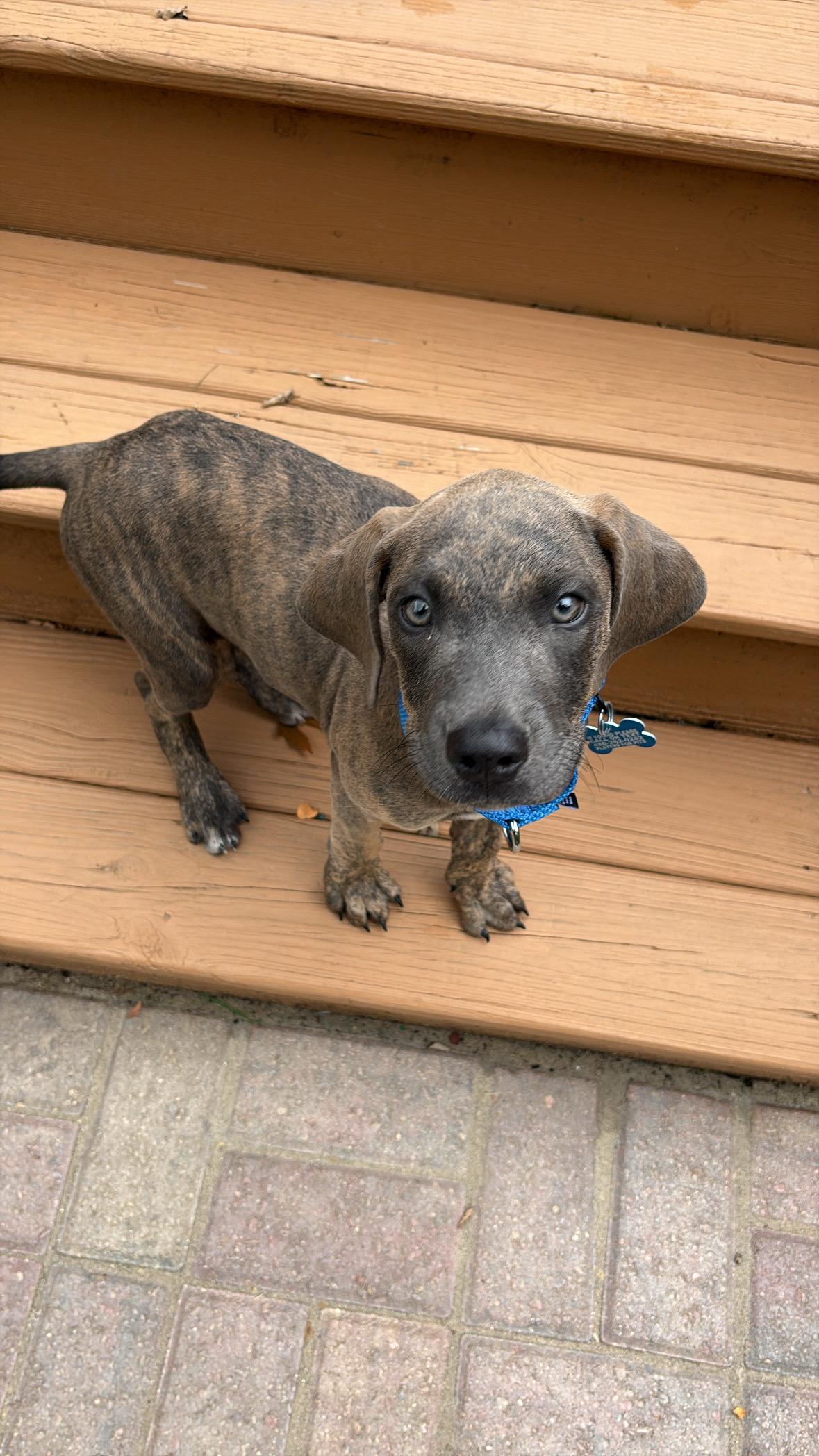 Enlarge Tilly, an adopted mixed breed in Warrenville, IL image 3/5