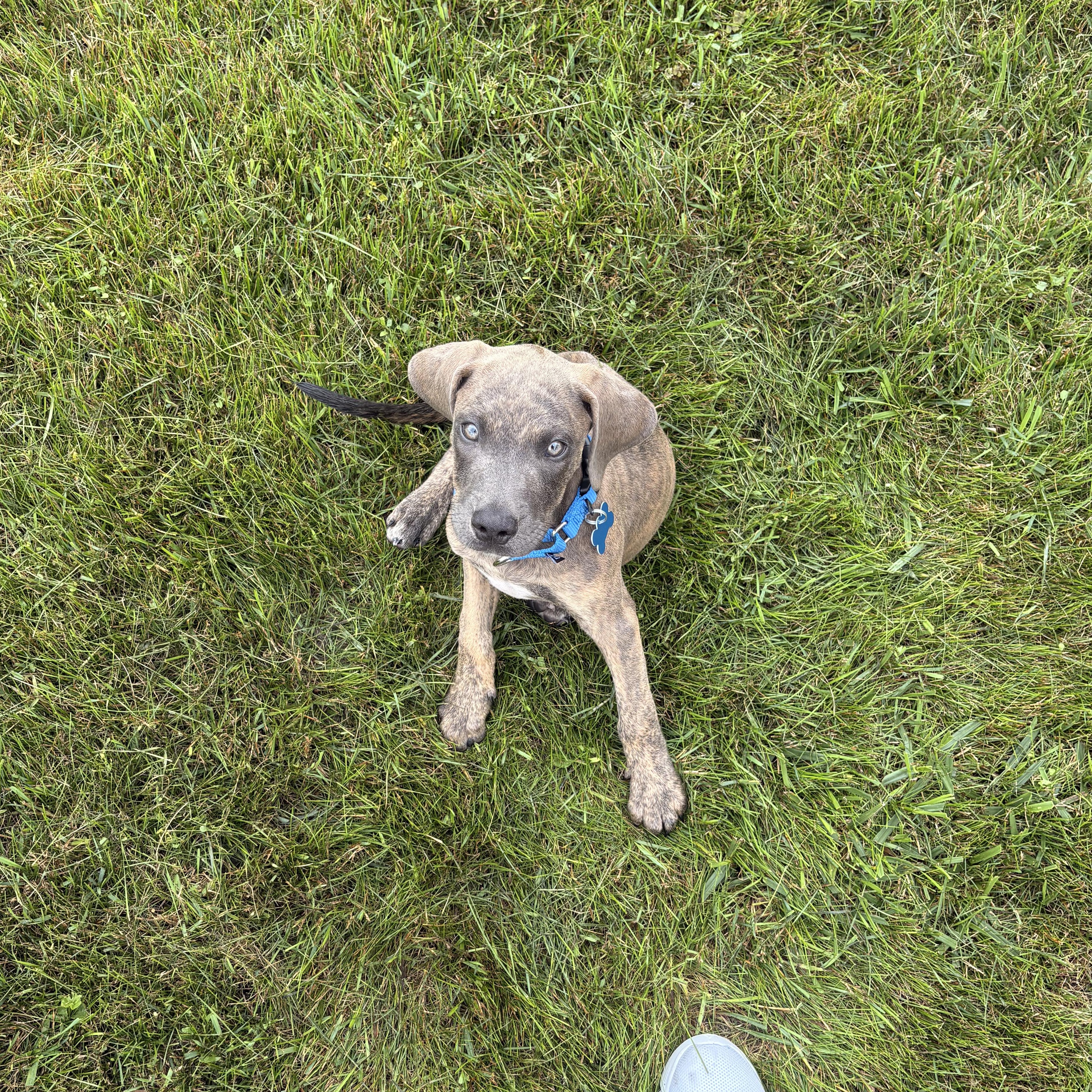 Enlarge Tilly, an adopted mixed breed in Warrenville, IL image 2/5