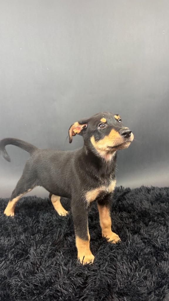 Ice, Adoptable, Puppy Female Husky & Shepherd.