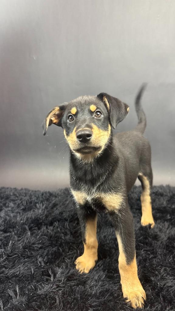 Enlarge Ice, a Adoptable mixed breed in Phoenix, AZ image 2/4