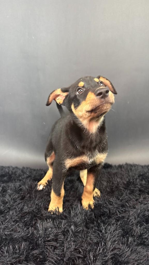Enlarge Ice, a Adoptable mixed breed in Phoenix, AZ image 3/4