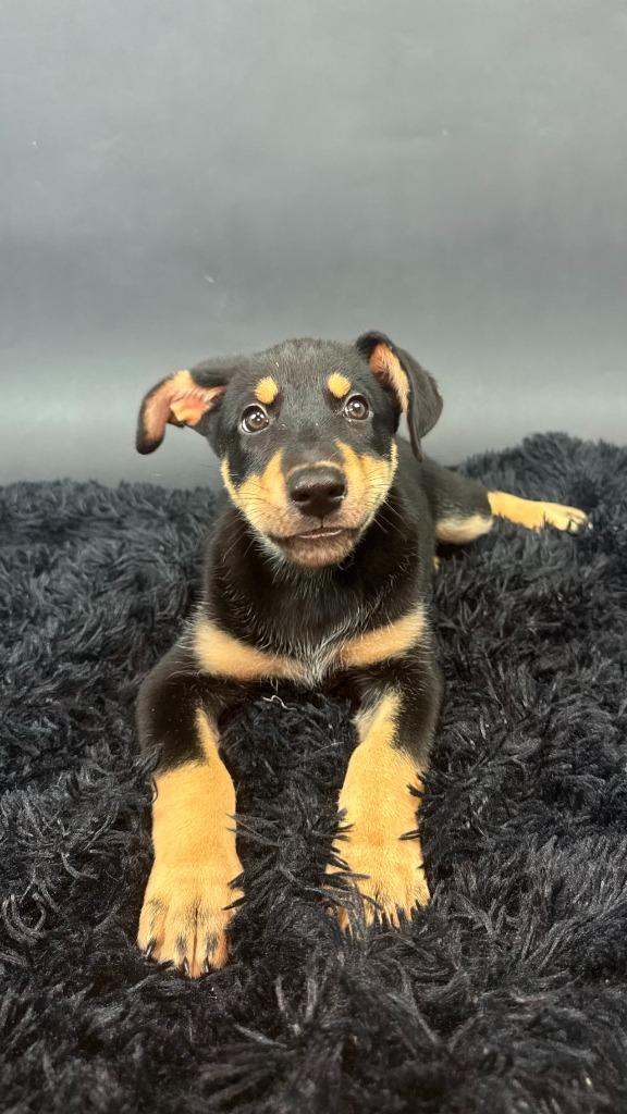 Enlarge Ice, a Adoptable mixed breed in Phoenix, AZ image 4/4
