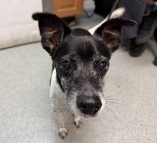 Deuce, Adoptable, Senior Male Jack Russell Terrier.