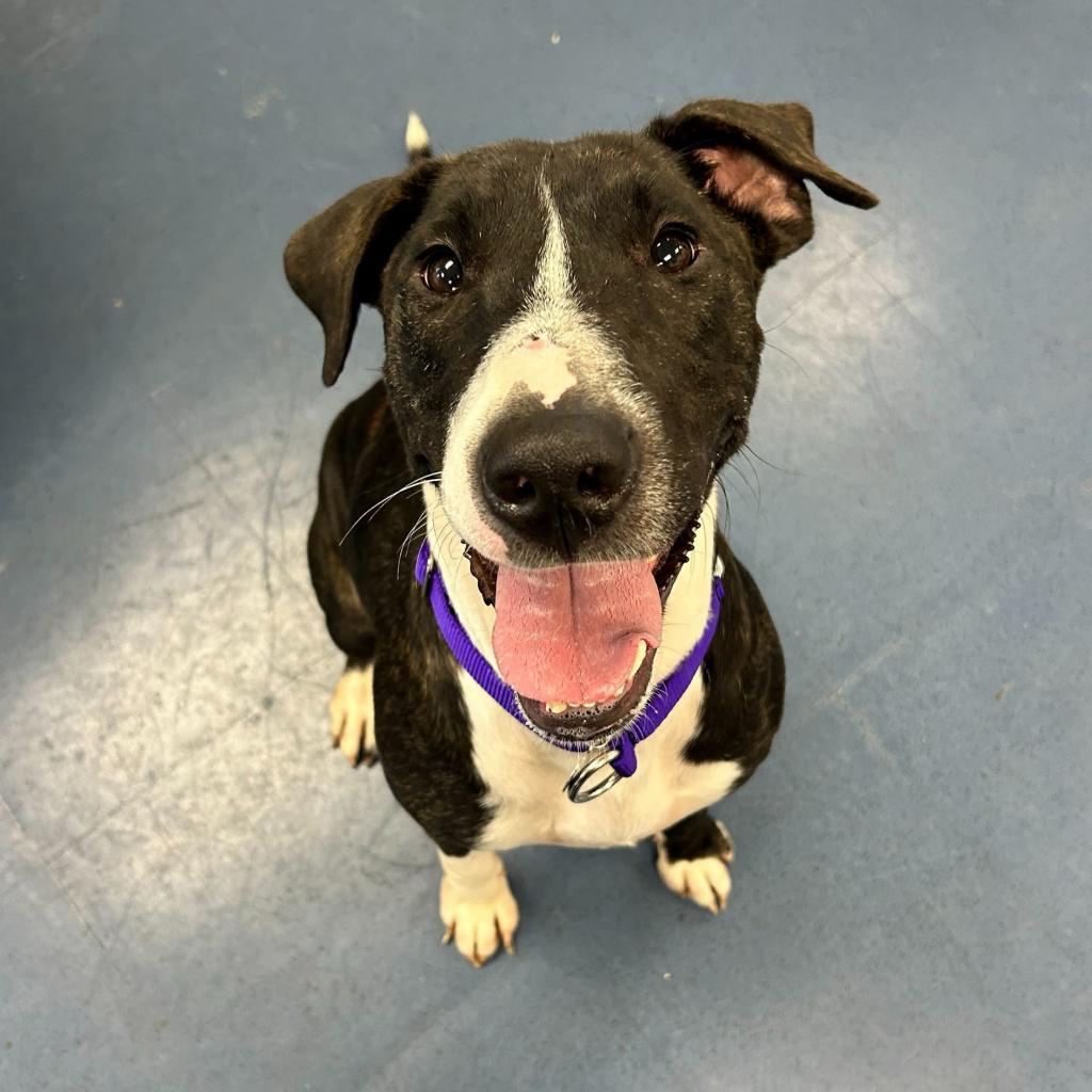 Enlarge Pizazz, a Adoptable mixed breed in Los Angeles, CA image 1/5