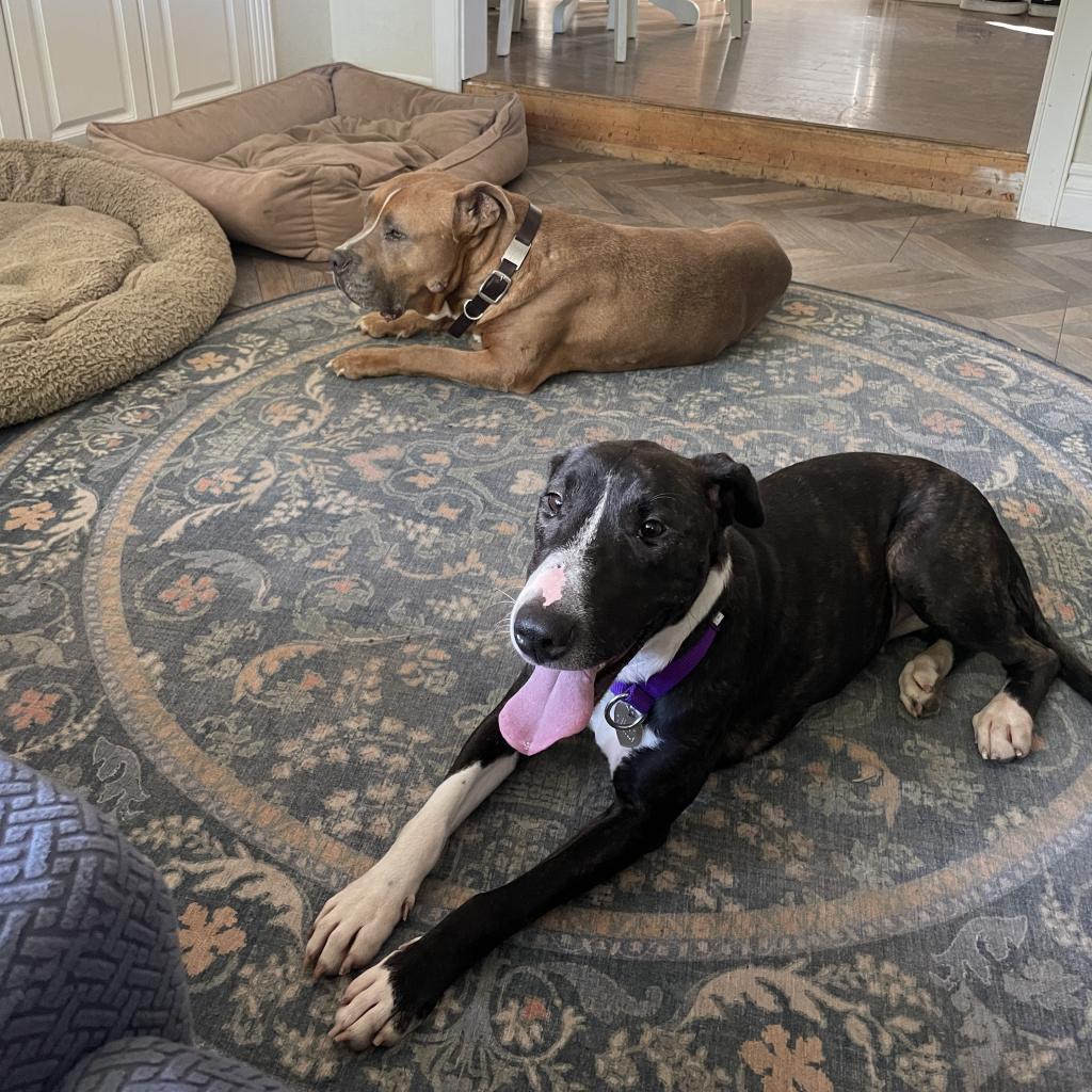 Enlarge Pizazz, a Adoptable mixed breed in Los Angeles, CA image 2/5