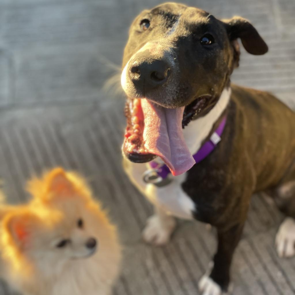 Enlarge Pizazz, a Adoptable mixed breed in Los Angeles, CA image 3/5