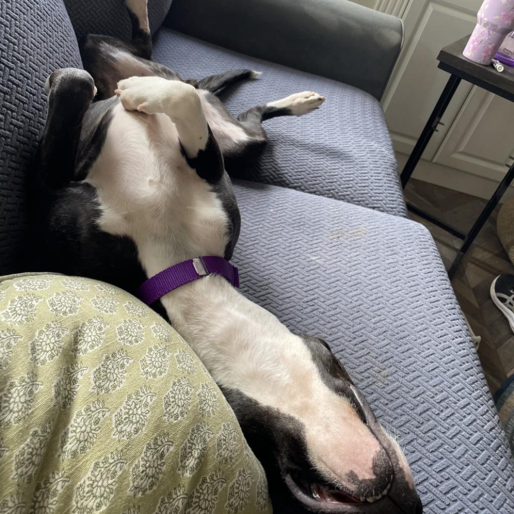 Enlarge Pizazz, a Adoptable mixed breed in Los Angeles, CA image 4/5