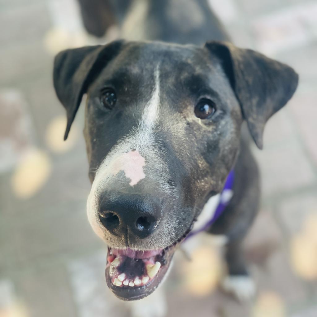 Enlarge Pizazz, a Adoptable mixed breed in Los Angeles, CA image 5/5