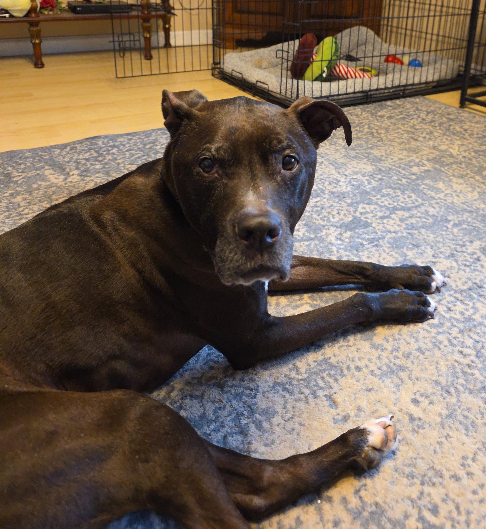 Rosie, a Adoptable Pit Bull Terrier in Livonia, MI image 1/3