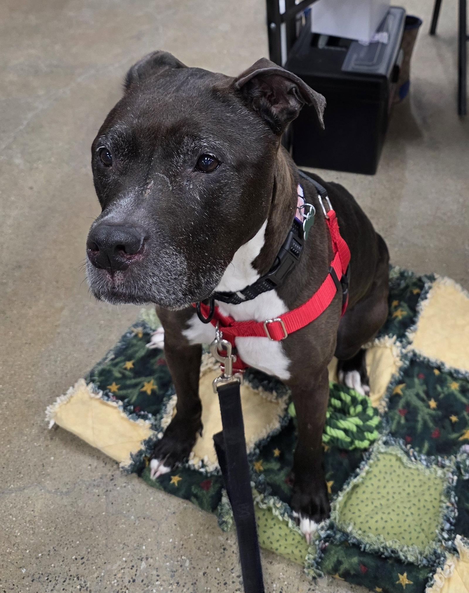 Rosie, a Adoptable Pit Bull Terrier in Livonia, MI image 2/3