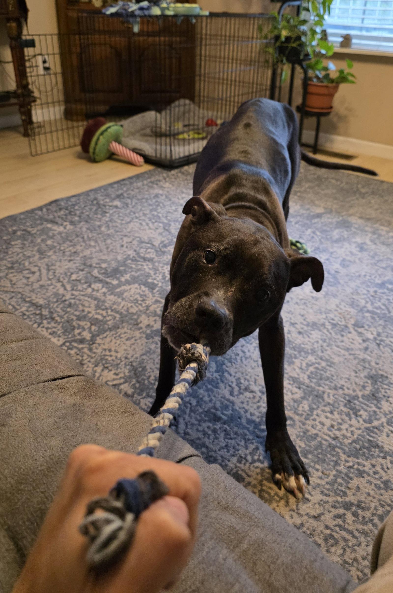 Rosie, a Adoptable Pit Bull Terrier in Livonia, MI image 3/3