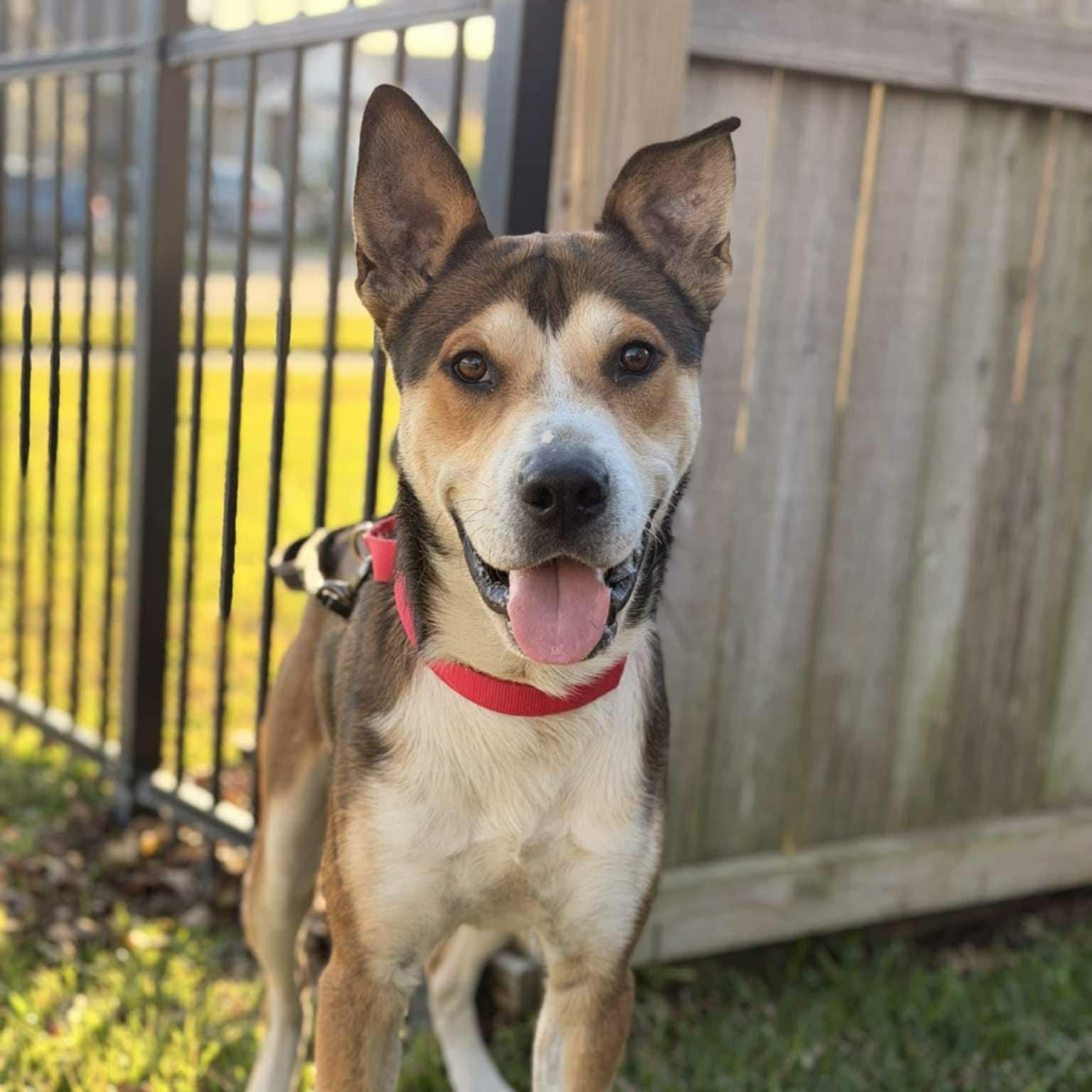 Enlarge Tracker, a Adoptable Husky in Arlington , WA image 3/6