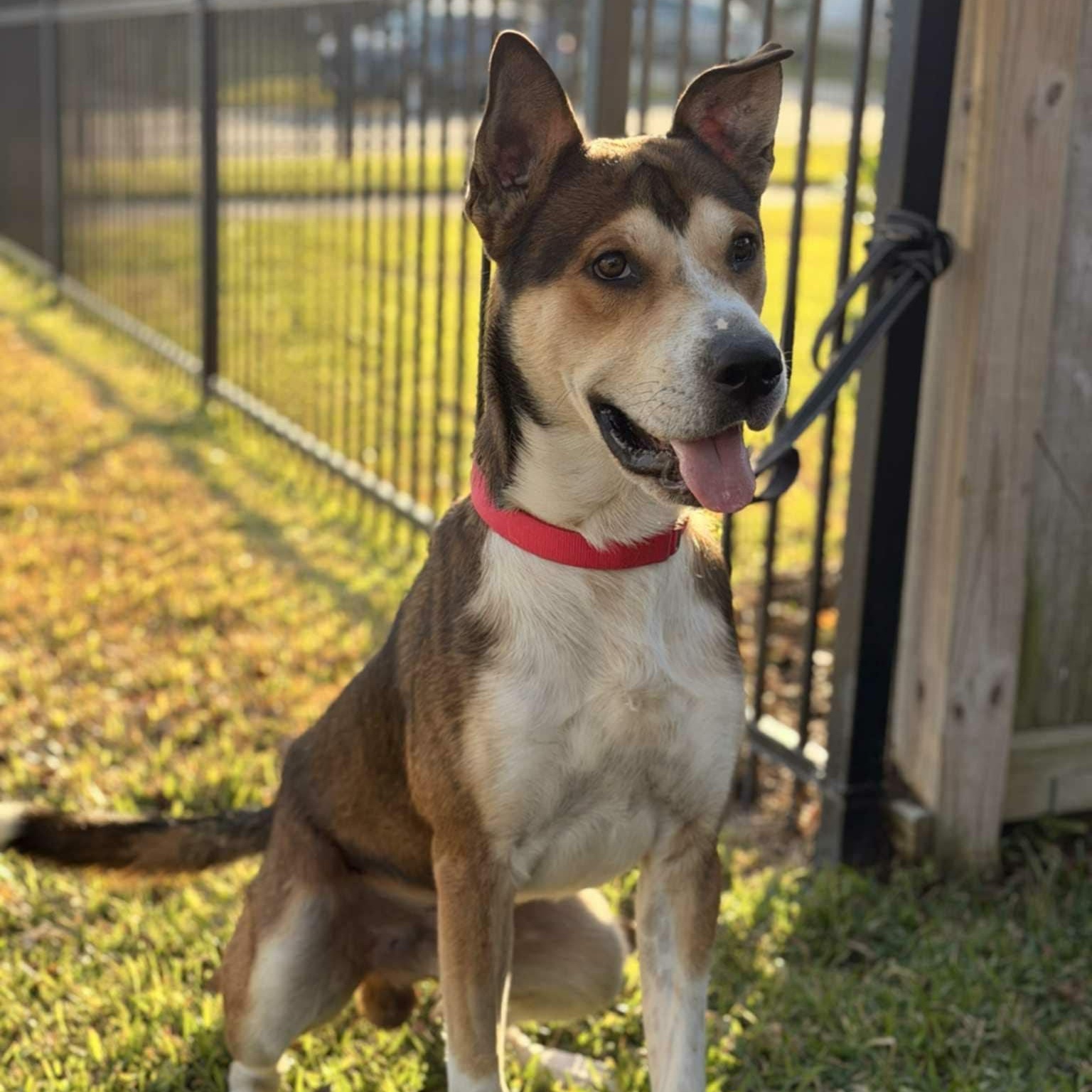 Enlarge Tracker, a Adoptable Husky in Arlington , WA image 5/6