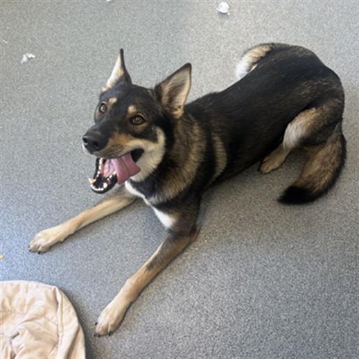 ARUGULA, Adoptable, Young Female Siberian Husky & Mixed Breed.