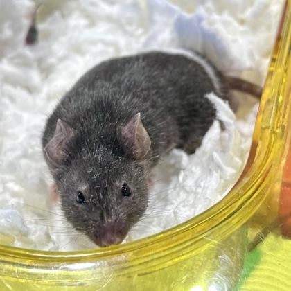 Remi, Adoptable, Adult Male Mouse & Mouse.