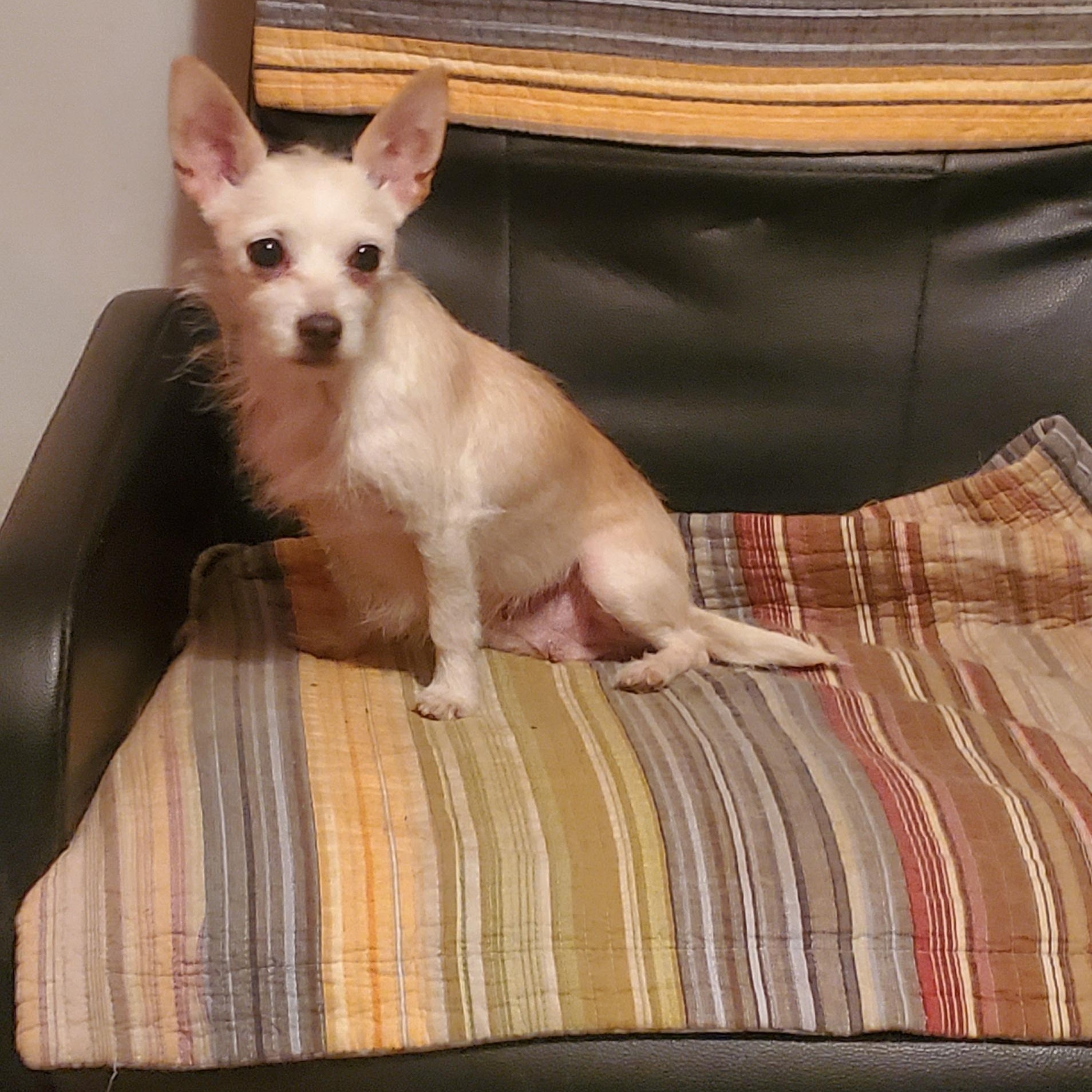 Minnie , adoptable, Adult Female Chihuahua & Portuguese Podengo.