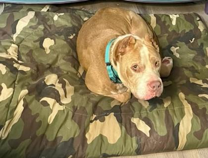 Boss, a Adoptable mixed breed in Gainesville, FL image 1/2
