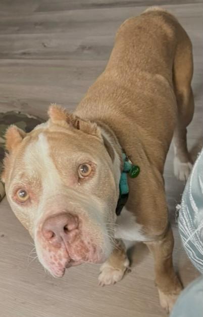 Boss, a Adoptable mixed breed in Gainesville, FL image 2/2