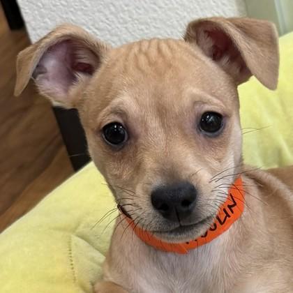 Enlarge Adolin, a Adoptable mixed breed in Pleasanton, CA image 2/2