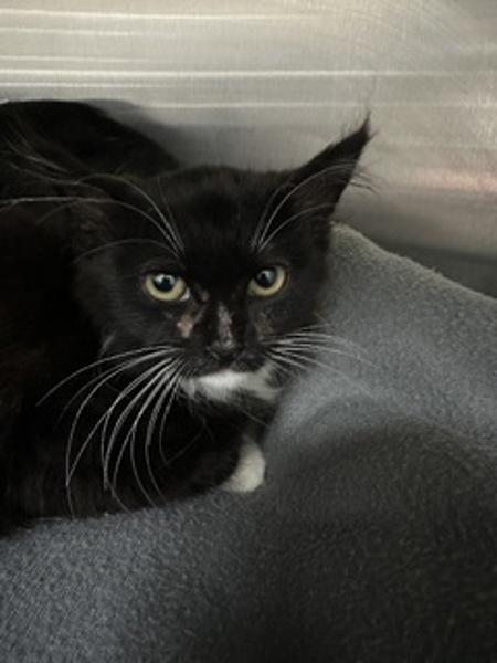 Wild, Adoptable, Kitten Female Domestic Medium Hair.