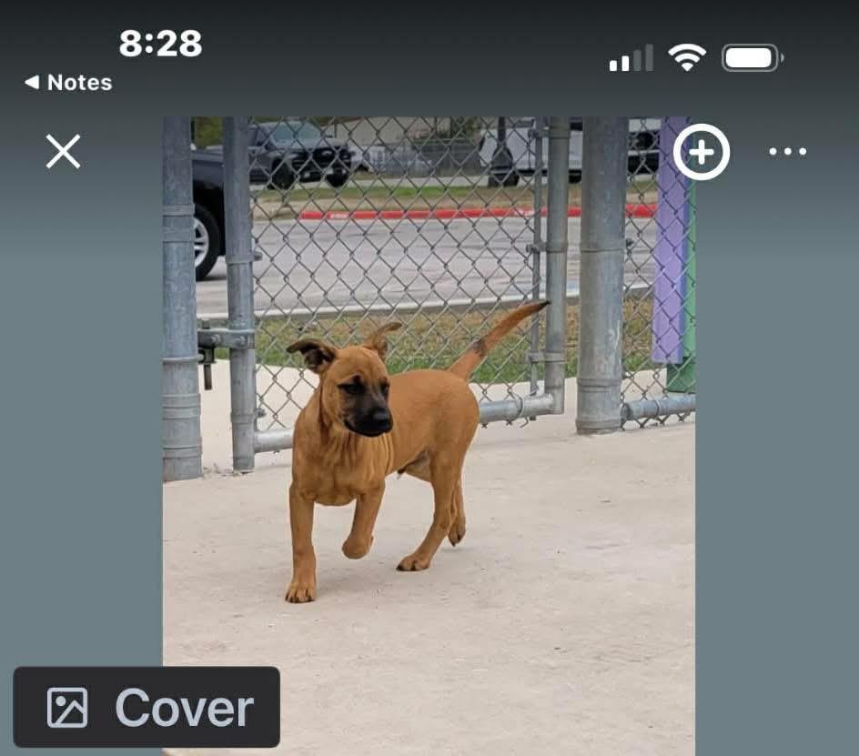 Andy , Adoptable, Puppy Male Shepherd.