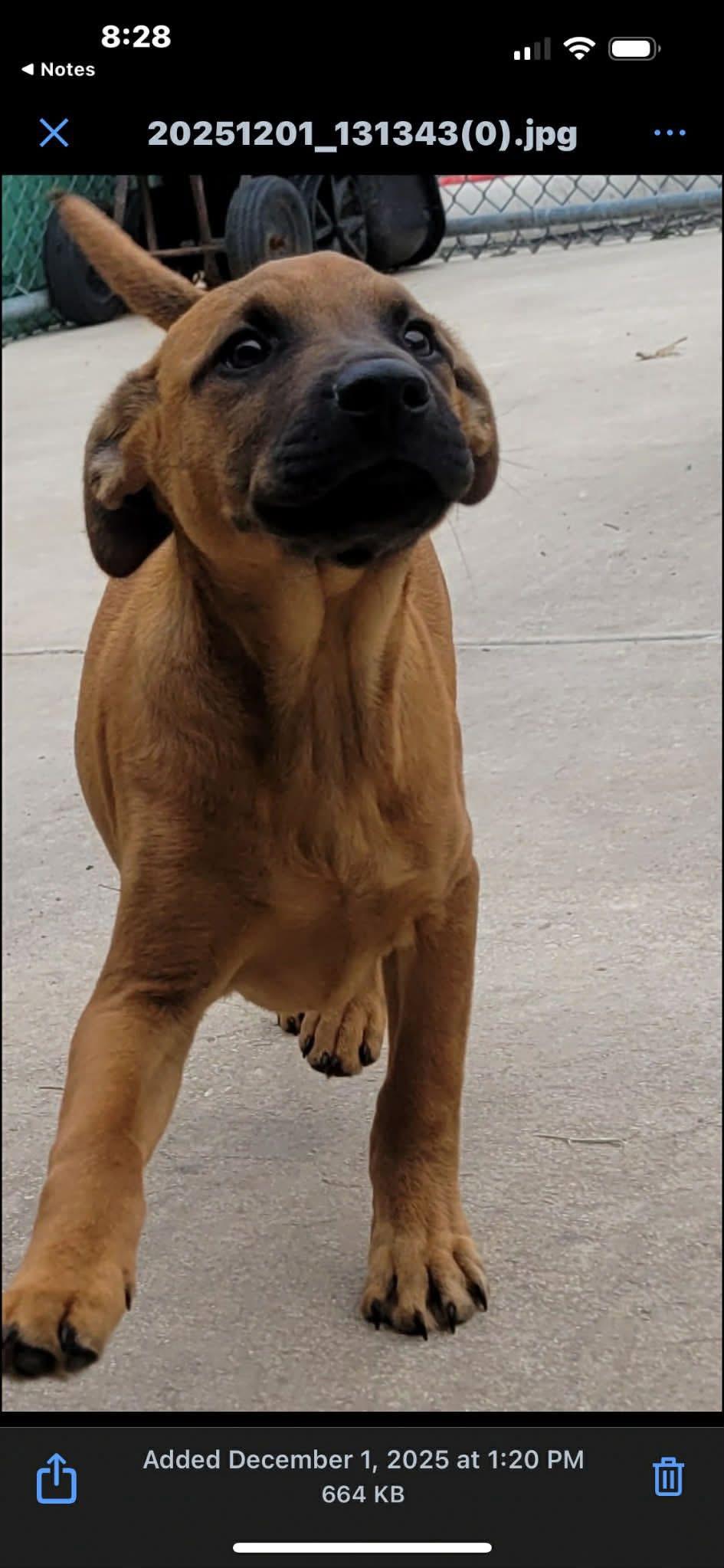 Enlarge Andy , a other mixed breed in Elkhorn, WI image 2/3