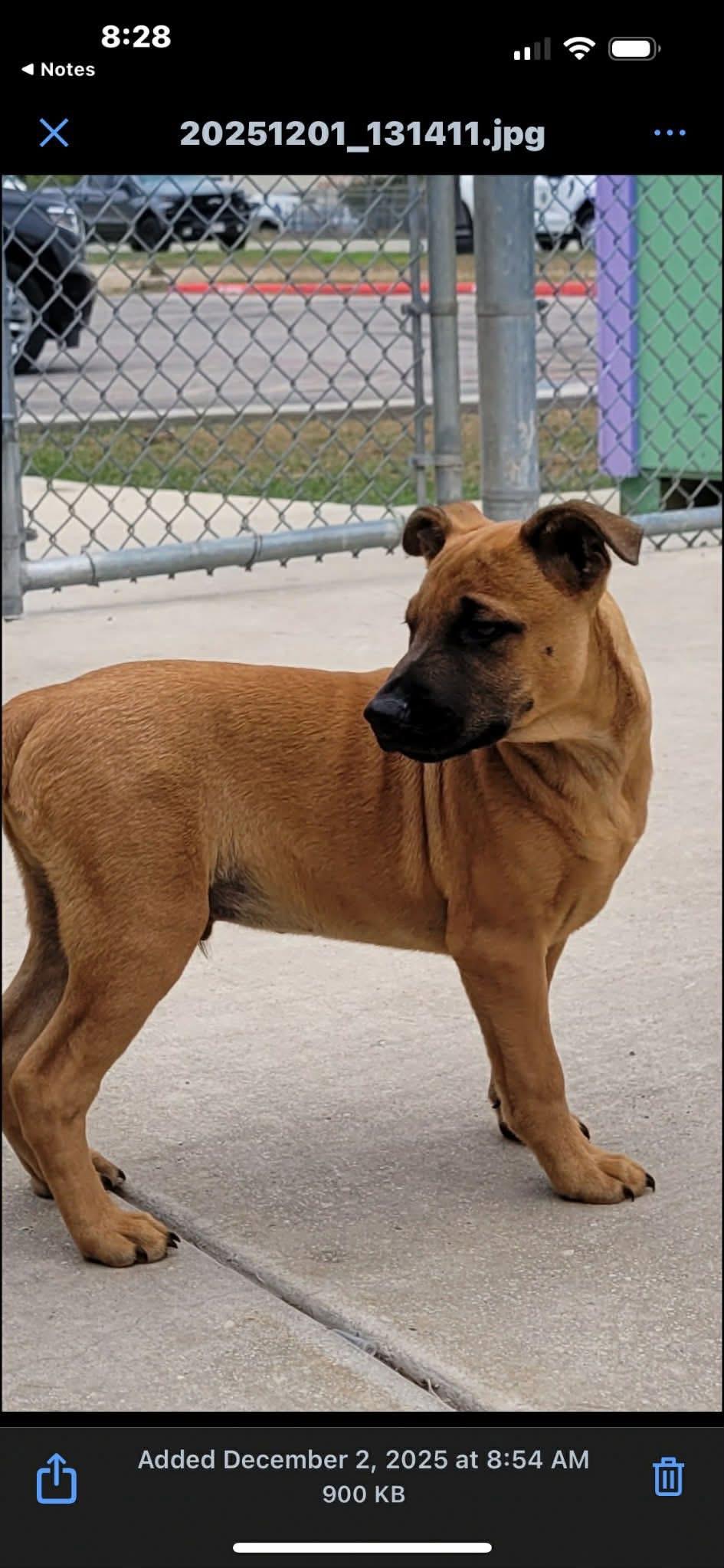 Enlarge Andy , a other mixed breed in Elkhorn, WI image 3/3