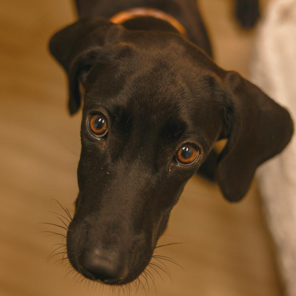 Jane, Adoptable, Young Female Great Dane & Mixed Breed.