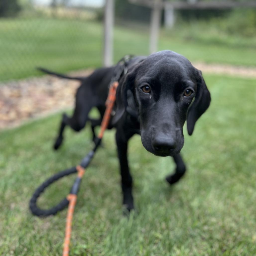 Enlarge Jane, a Adoptable mixed breed in Chaska, MN image 2/4
