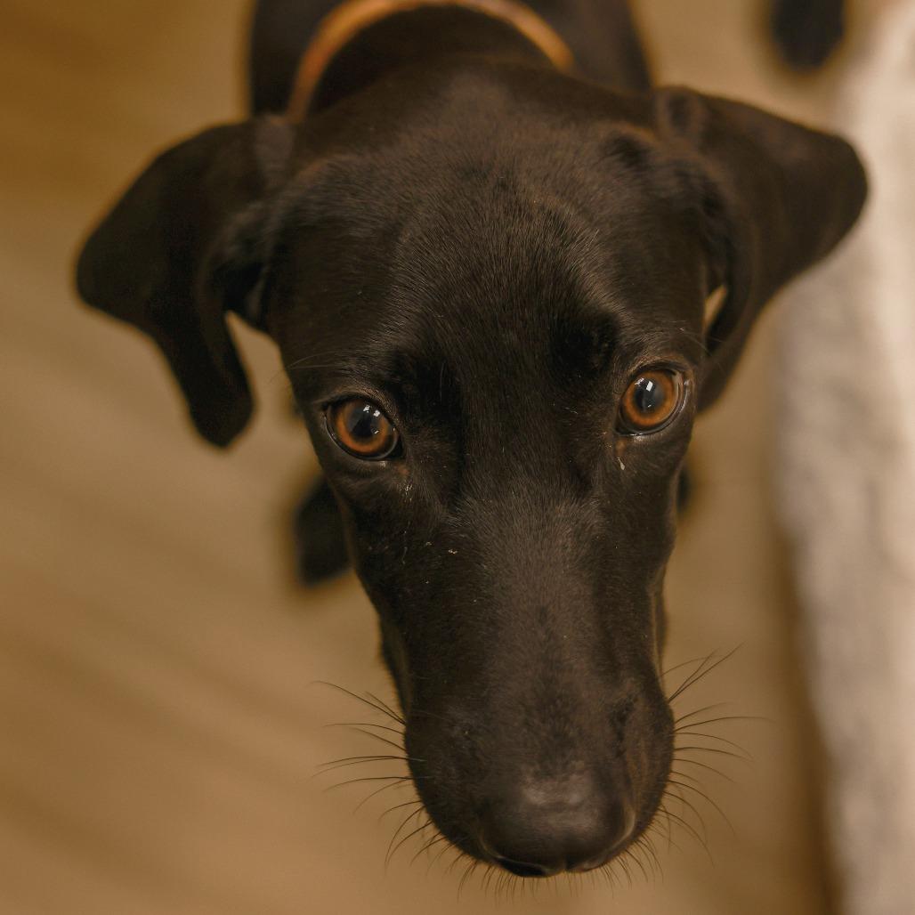 Enlarge Jane, a Adoptable mixed breed in Chaska, MN image 3/4