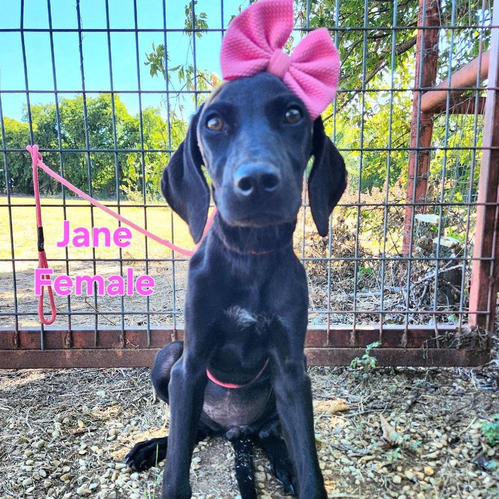 Enlarge Jane, a Adoptable mixed breed in Chaska, MN image 4/4