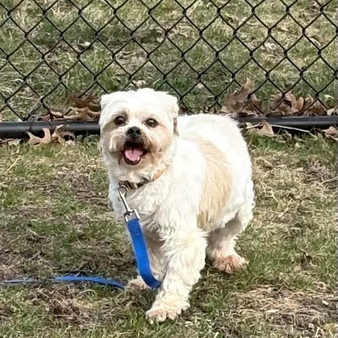 Enlarge Tiramisu, a ADOPTABLE Shih Tzu in Des Moines, IA image 3/3