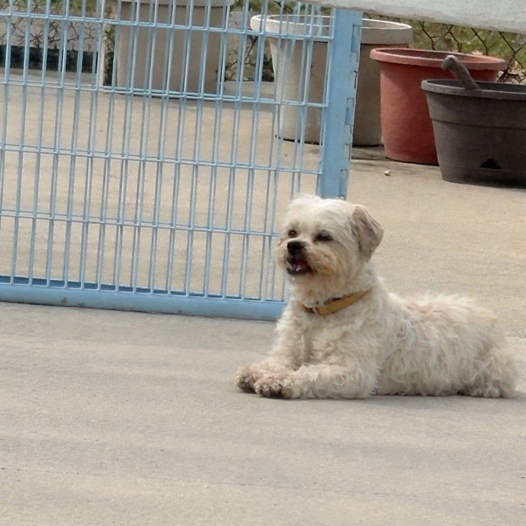Enlarge Tiramisu, a ADOPTABLE Shih Tzu in Des Moines, IA image 2/3